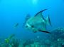 AmbergrisCaye05 - 065 * Spadefish